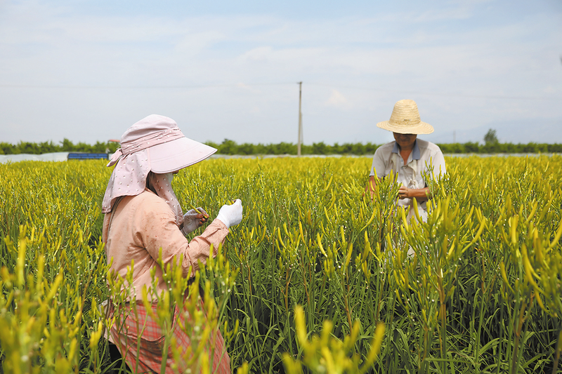 黃花菜開(kāi)出致富花